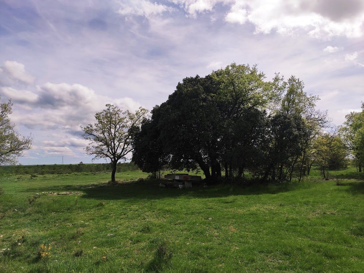 Encina "La Carrasca"